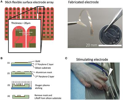 High Spatiotemporal Resolution ECoG Recording of Somatosensory Evoked Potentials with Flexible Micro-Electrode Arrays